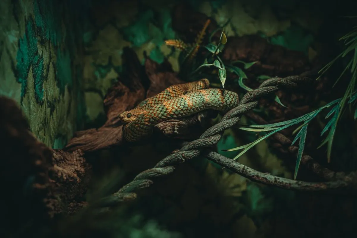 green snake film